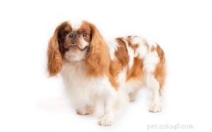 Effective Training Tips for Your English Toy Spaniel – Expert Dog Training Guide