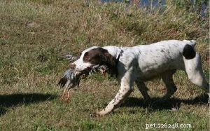 Mastering English Springer Spaniel Training: Expert Tips & Techniques