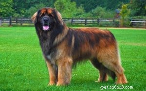 Effective Leonberger Dog Training: Positive Methods for a Graceful Companion