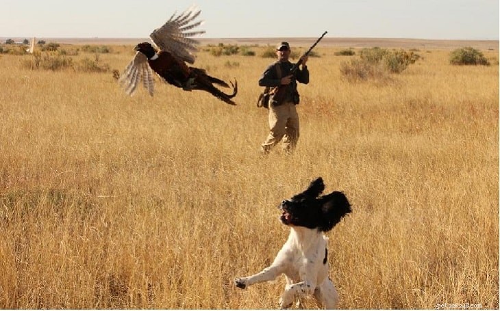 Mastering English Springer Spaniel Training: Expert Tips & Techniques