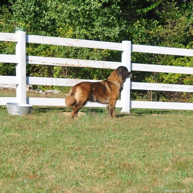 Effective Estrela Mountain Dog Training: Patience, Stamina & Fun