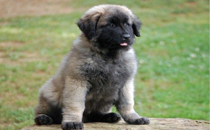 Effective Estrela Mountain Dog Training: Patience, Stamina & Fun