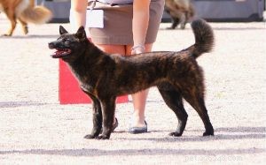 Master Kai Ken Training: Proven Techniques for Obedience & Agility