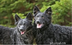 Effective Positive Training Techniques for Your Mudi Dog