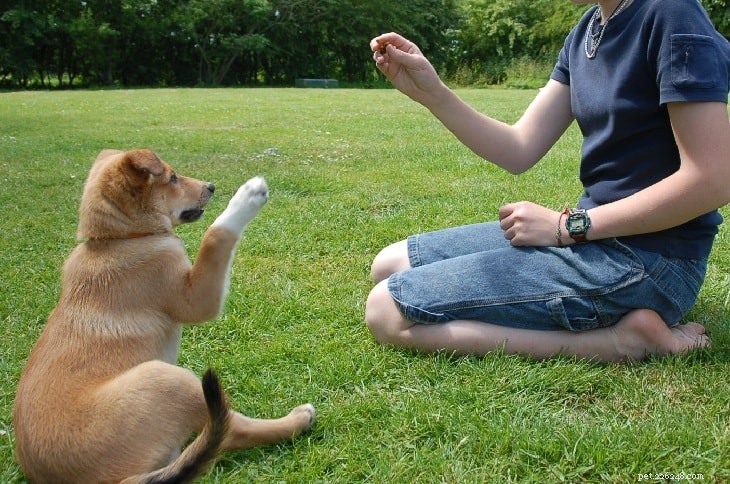 Master Labrador Retriever Training: A Complete Guide for Owners