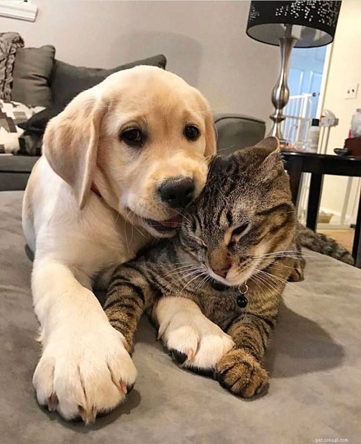 Master Labrador Retriever Training: A Complete Guide for Owners