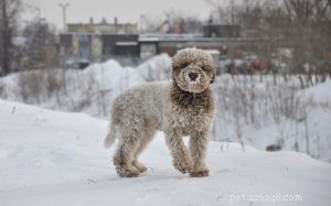 Lagotto Romagnolo Dog Training: Expert Tips for Home & Outdoor Success