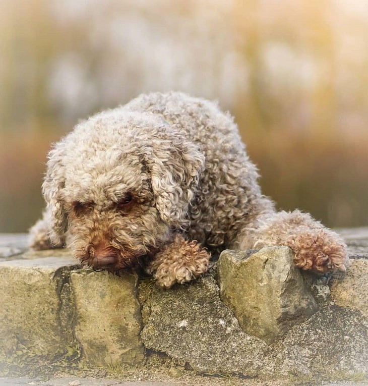 Lagotto Romagnolo Dog Training: Expert Tips for Home & Outdoor Success