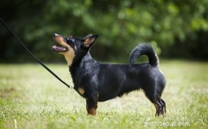 Effective Lancashire Heeler Training: A Complete Home Guide for Smart Ratter & Herder Dogs
