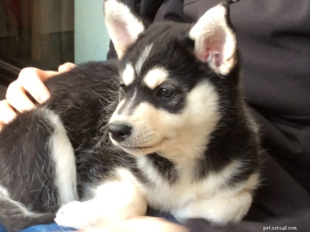 Lapponian Herder Training: Build a Loyal, Alert Companion