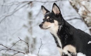 Lapponian Herder Training: Build a Loyal, Alert Companion