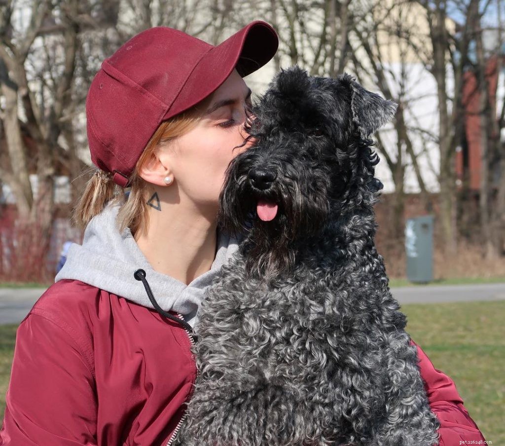 Effective Kerry Blue Terrier Training: Expert Tips & Proven Methods
