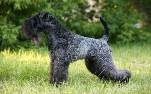 Effective Kerry Blue Terrier Training: Expert Tips & Proven Methods