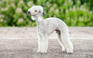 Effective Bedlington Terrier Training: Tips & Techniques for a Well-Behaved Companion
