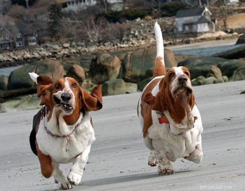 Effective Basset Hound Training: Proven Strategies for a Well-Behaved Companion