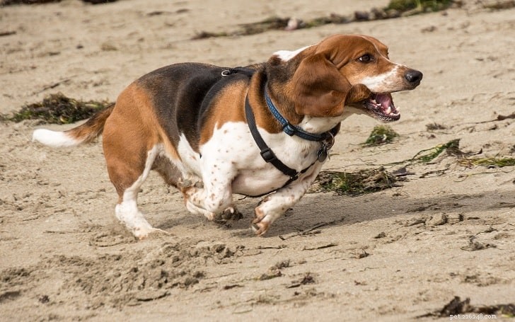 Effective Basset Hound Training: Proven Strategies for a Well-Behaved Companion