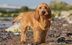 Effective Training Guide for the Basset Fauve de Bretagne