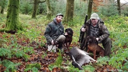 Mastering Bavarian Mountain Scent Hound Training: Proven Techniques for Success