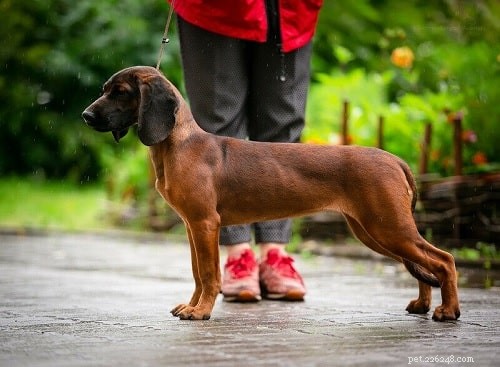 Mastering Bavarian Mountain Scent Hound Training: Proven Techniques for Success