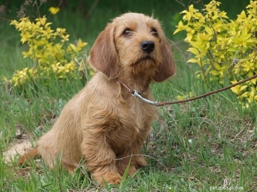 Effective Training Guide for the Basset Fauve de Bretagne