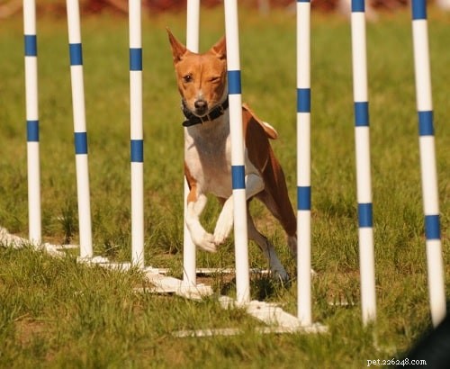 Essential Basenji Training: Techniques for a Happy, Well‑Behaved Companion