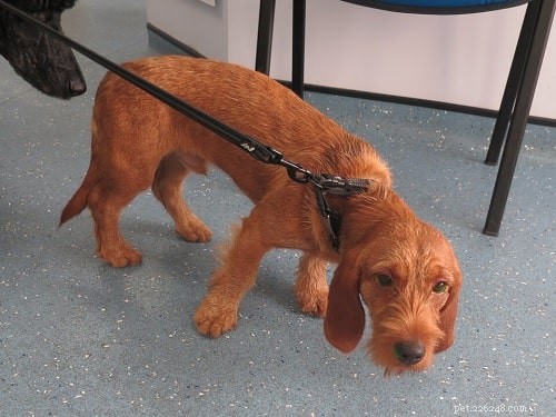 Effective Training Guide for the Basset Fauve de Bretagne