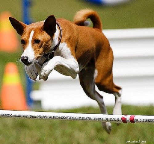 Essential Basenji Training: Techniques for a Happy, Well‑Behaved Companion