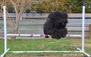Barbet Dog Training: Expert Tips for the Energetic French Retriever