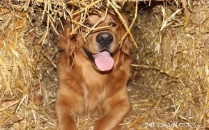 Train Your Dog for Barn Hunts: Expert Tips & Proven Techniques
