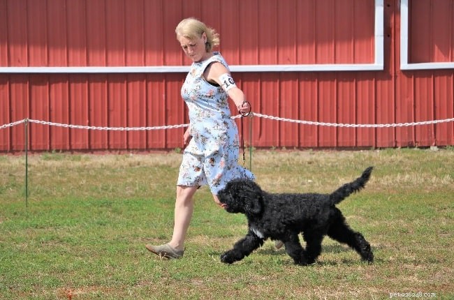 Barbet Dog Training: Expert Tips for the Energetic French Retriever