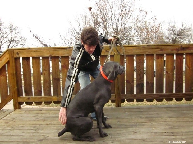 Essential Puppy Obedience Training: Key Tasks & Skills for Early Success
