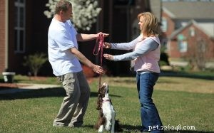 Essential Puppy Obedience Training: Key Tasks & Skills for Early Success