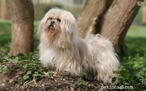 Mastering Lhasa Apso Training: Start Early for a Well-Behaved Companion