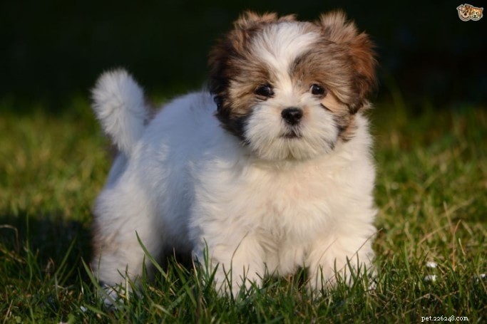 Mastering Lhasa Apso Training: Start Early for a Well-Behaved Companion