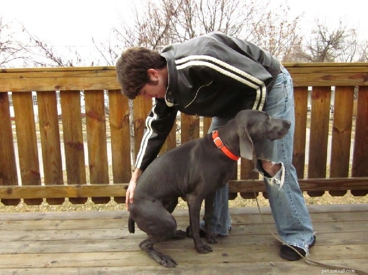 Essential Puppy Obedience Training: Key Tasks & Skills for Early Success