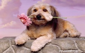 Kromfohrlander Dog Training: Expert Tips for a Friendly, Loyal Companion