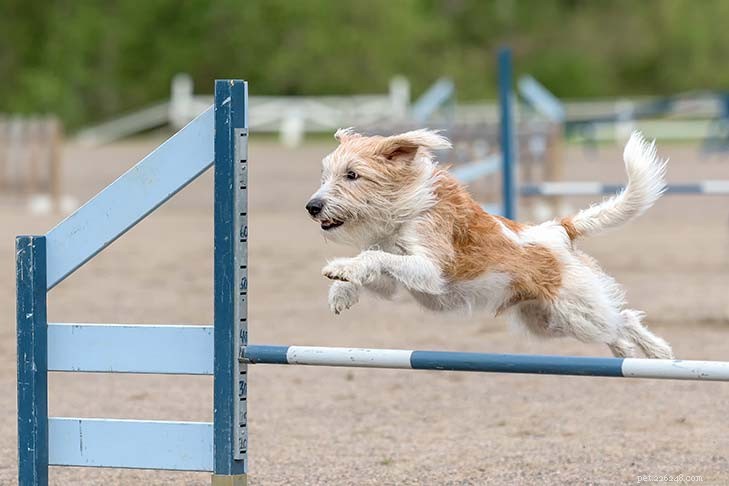 Kromfohrlander Dog Training: Expert Tips for a Friendly, Loyal Companion