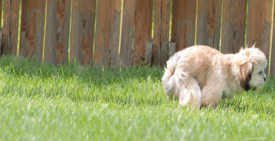 Mastering Lhasa Apso Training: Start Early for a Well-Behaved Companion