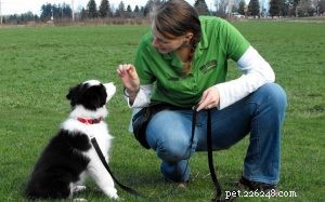 Comprehensive Border Collie Training: Tips & Techniques for a Loyal Companion