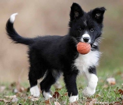 Comprehensive Border Collie Training: Tips & Techniques for a Loyal Companion