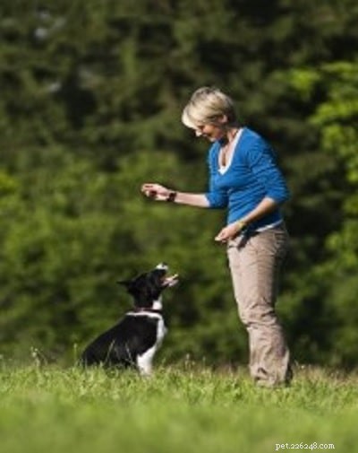 Comprehensive Border Collie Training: Tips & Techniques for a Loyal Companion