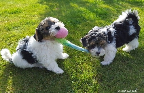Mastering Biewer Terrier Training: Tips for a Loyal, Energetic Companion