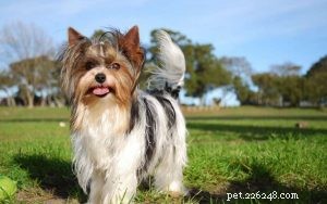 Mastering Biewer Terrier Training: Tips for a Loyal, Energetic Companion