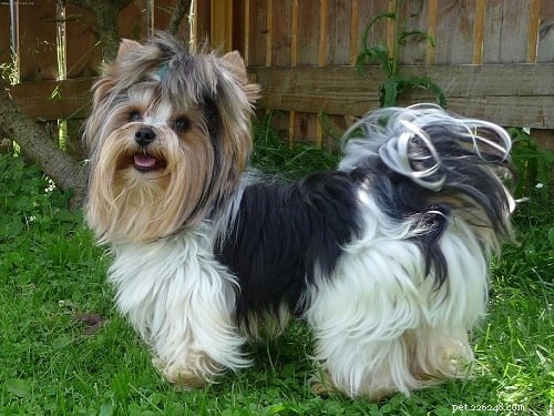 Mastering Biewer Terrier Training: Tips for a Loyal, Energetic Companion