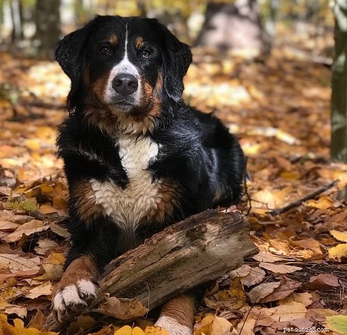 Bernese Mountain Dog Training: Tips for Active Families