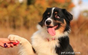 Bernese Mountain Dog Training: Tips for Active Families