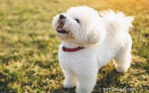 Mastering Bichon Frise Training: Proven Tips for a Happy Companion