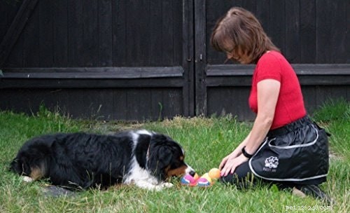 Bernese Mountain Dog Training: Tips for Active Families
