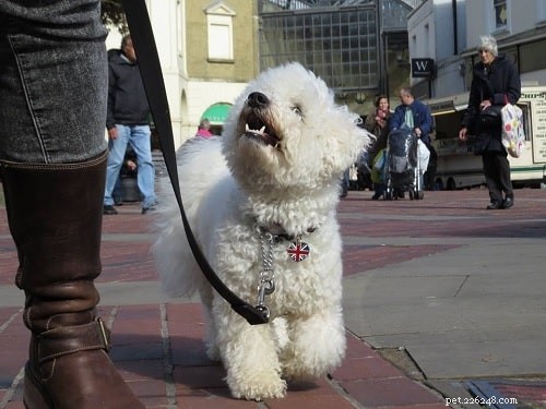 Mastering Bichon Frise Training: Proven Tips for a Happy Companion