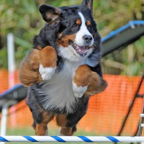 Bernese Mountain Dog Training: Tips for Active Families